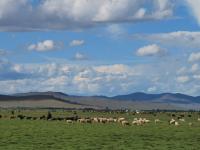 les troupeaux profitent news 30 Mongolie
