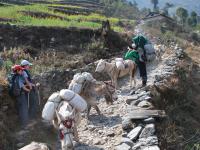les trekkeurs occidentaux news 12  Nepal invisible