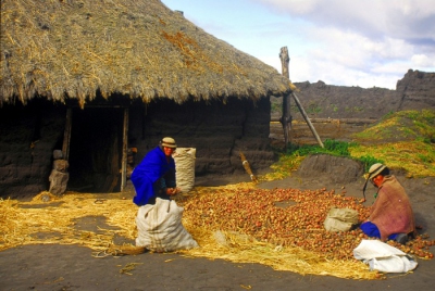 Tri des pommes de terre Equateur