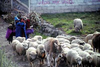 Une vie de bergers Equateur